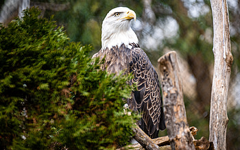 Bald Eagle, animal, bird, eagle, bald HD wallpaper