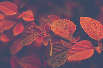 Macro capturing vibrant autumn leaves with dewdrops, showcasing rich textures and colors. HD wallpaper