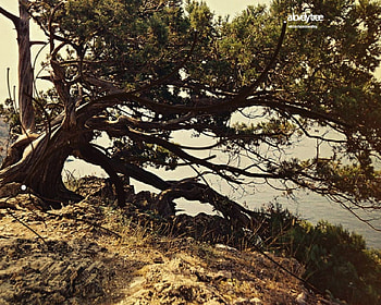 A lovely tree, nature, abstract, 3d HD wallpaper