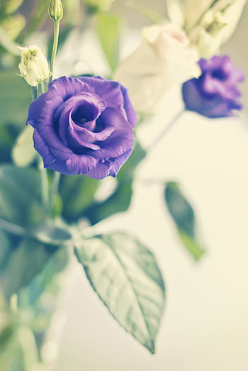Flowers, Violet, Flower, Plant, Rose Flower, Rose, Flowering, Bloom, Purple, Decorative HD phone wallpaper
