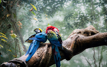 Parrots in Love, Colorful, Parrot, Birds, Two HD wallpaper