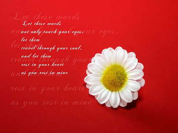 adi, nature, flowers HD wallpaper