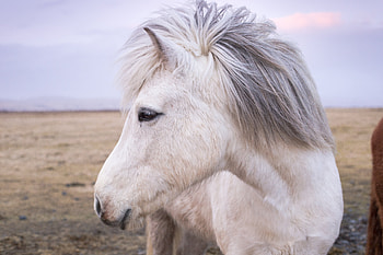 Animals, Muzzle, Mane, Horse HD wallpaper