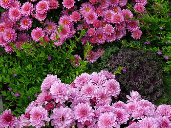 Chrysanthemums, pink, leaves, flower HD wallpaper