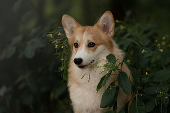 Corgi, animal, dog, puppy HD wallpaper
