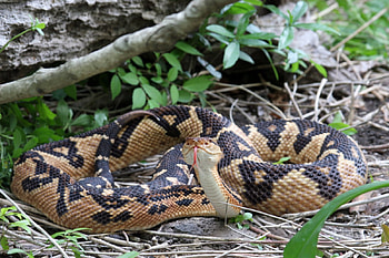 Bushmaster Snake, snake, animal, bushmaster, reptile HD wallpaper