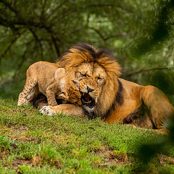 Animals, Young, Lion, Predator, Wildlife, Playful, Joey HD phone wallpaper