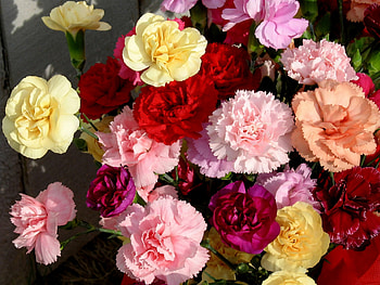 High resolution carnation, background, Computer , Floral delight HD wallpaper