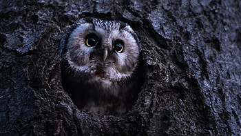 Owl, animal, bird, tree HD wallpaper