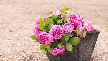 Flowers, Rose Flower, Rose, Bouquet, Bucket HD wallpaper