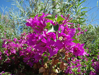 Plants, Flowers HD wallpaper