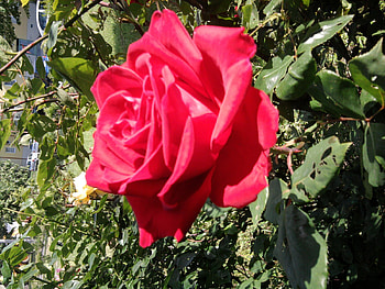 Piros rozsa, rose, piros, kert, szep, virag HD wallpaper
