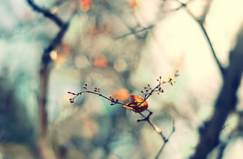 Macro, Glare, Form, Branch, Stains, Spots HD wallpaper