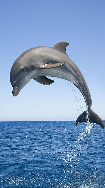 Dolphin, Cute Fish HD phone wallpaper