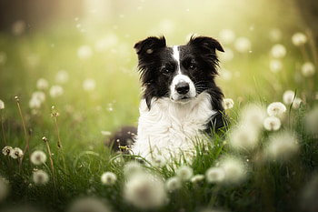 Border Collie Portrait Amid Dreamy Wildflowers, Animal, border collie HD wallpaper