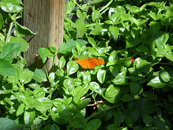 Butterfly, plant HD wallpaper