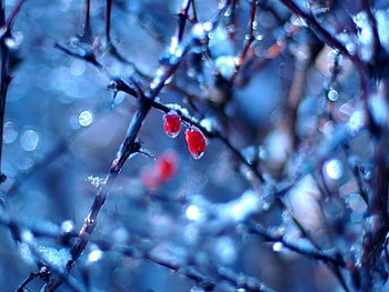 winter frozen fruit, blue, branches, fruit, red HD wallpaper