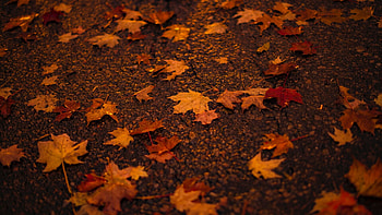 Autumn leaf, Maple delight, Warm hues, Natural backdrop HD wallpaper