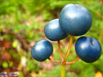 berries, daniel j towsey, danieltowsey HD wallpaper