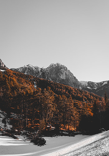Landscape, Nature, Trees, Snow, Mountain, Vertex, Top HD phone wallpaper