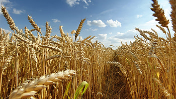 A field of wheat, grain, nature, wheat, field, grass HD wallpaper