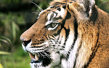Animals, Grin, Muzzle, Tiger, Profile HD wallpaper