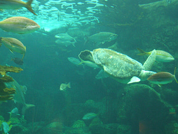 Sea Turtle, fish, coral HD wallpaper