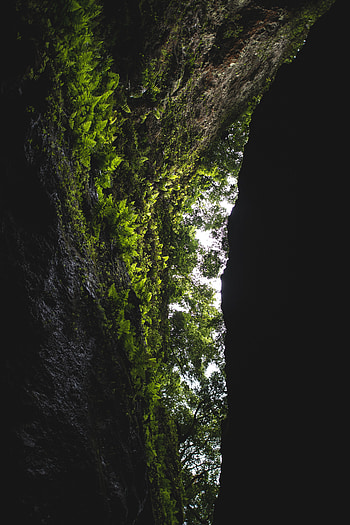 Nature, Trees, Rock, Dark, Fern, Vegetation, Cave HD phone wallpaper