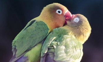 Love Birds, kiss, birds, love, animals HD wallpaper
