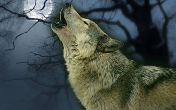 Painted Wolf, Wolves, Moon, Painted, Wolf, Howling, animals, Painting, nature, Sky HD wallpaper