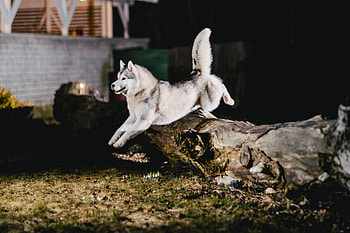 Animals, Dog, Bounce, Jump, Husky HD wallpaper