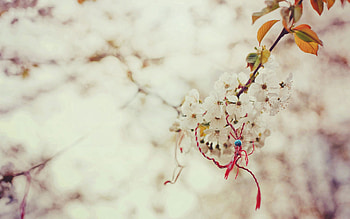 Sakura, Macro, Branch, Spring, Knot, Magical, Nodule HD wallpaper