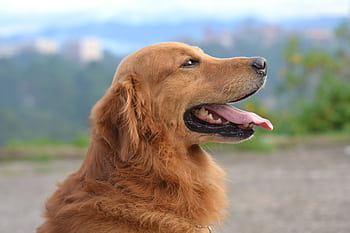 Adorable golden retriever enjoying a sunny day outdoors with its tongue out. HD wallpaper