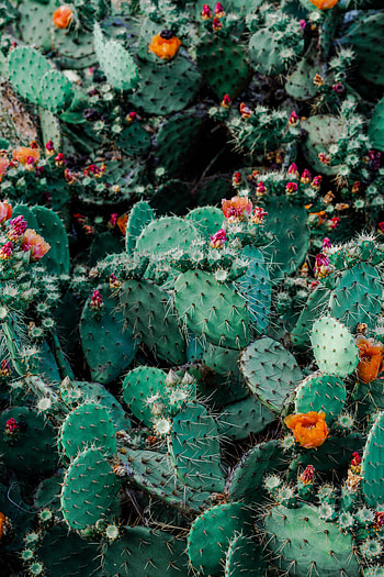 Cactuses, Flowers, Bloom, Flowering, Thorns, Prickles, Succulents HD phone wallpaper