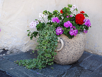 pelargonium, garden, flowers, variable, pot HD wallpaper