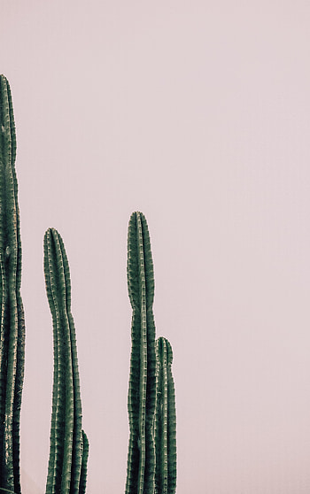 Plant, Minimalism, Barbed, Spiny, Cactus HD phone wallpaper