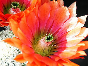 ORANGE CACTUS, plant, orange, pretty, cactus HD wallpaper