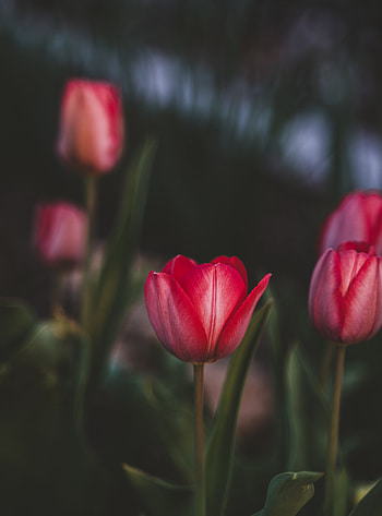 Flowers, Pink, Tulips, Plant, Bloom, Flowering HD phone wallpaper
