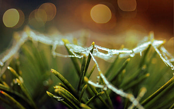 Grass, Web, Macro, Shine, Light HD wallpaper