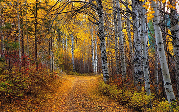 Aspen Tree, Tree , quality, Serene landscapes HD wallpaper