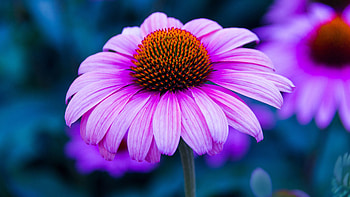 Flowers, Flower, Petals, Echinacea HD wallpaper