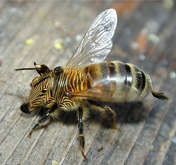 BEEBRA, hybrid, morphed, fantasy, bee, hop, cool, funny, zebra, insect HD wallpaper
