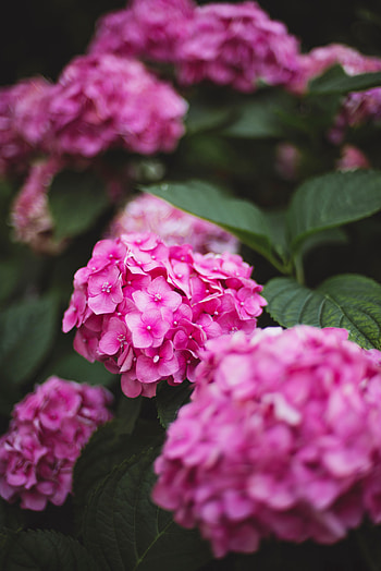 Flowers, Pink, Bloom, Flowering, Hydrangea HD phone wallpaper