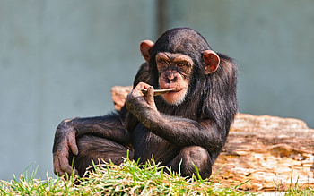 Animals, Sit, Small, Chimpanzee HD wallpaper
