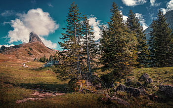 Bannalp, spring, mountains, Alps, mountain landscape, forest, green trees, fir trees, Switzerland HD wallpaper