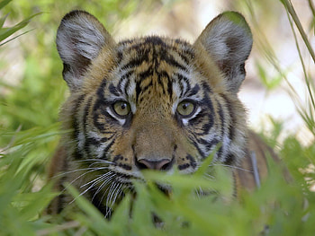 Animals, Grass, Muzzle, Tiger, Hunting, Hunt HD wallpaper