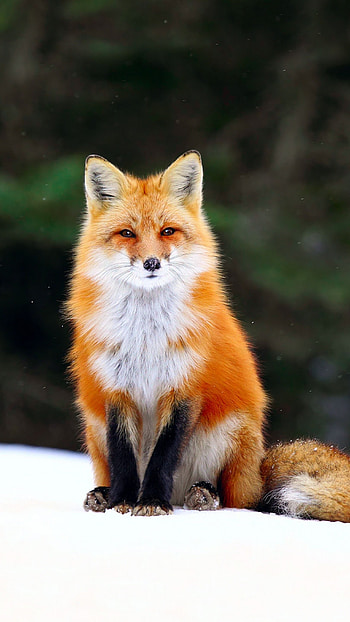 Fox, Brown, Wild, Animal HD phone wallpaper