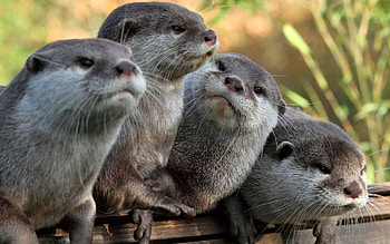 Animals, Otters, Sight, Opinion HD wallpaper