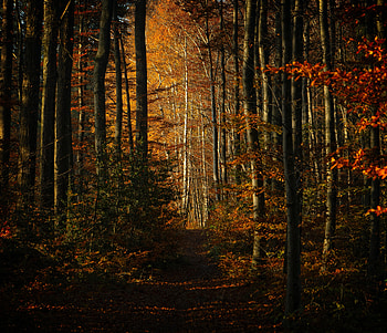 Nature, Trees, Autumn, Forest, Path HD wallpaper