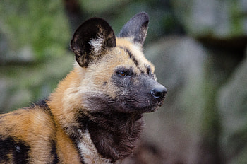 Animals, Muzzle, Predator, Hyena Dog, Hyeno-Shaped Dog HD wallpaper